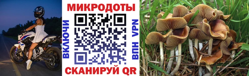 darknet Telegram  KRAKEN   Горбатов  Галлюциногенные грибы Psilocybe 